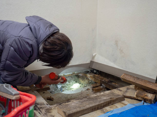 Best Mold Odor Removal Services  in White Oak, MD