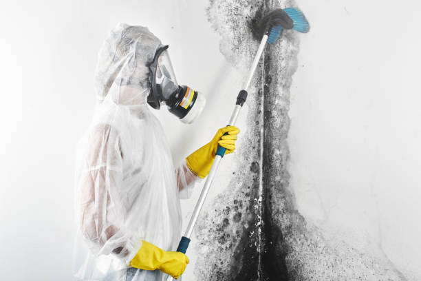 Reliable White Oak, MD Mold Removal Solutions