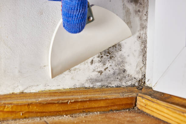 Best Commercial Mold Inspection  in White Oak, MD